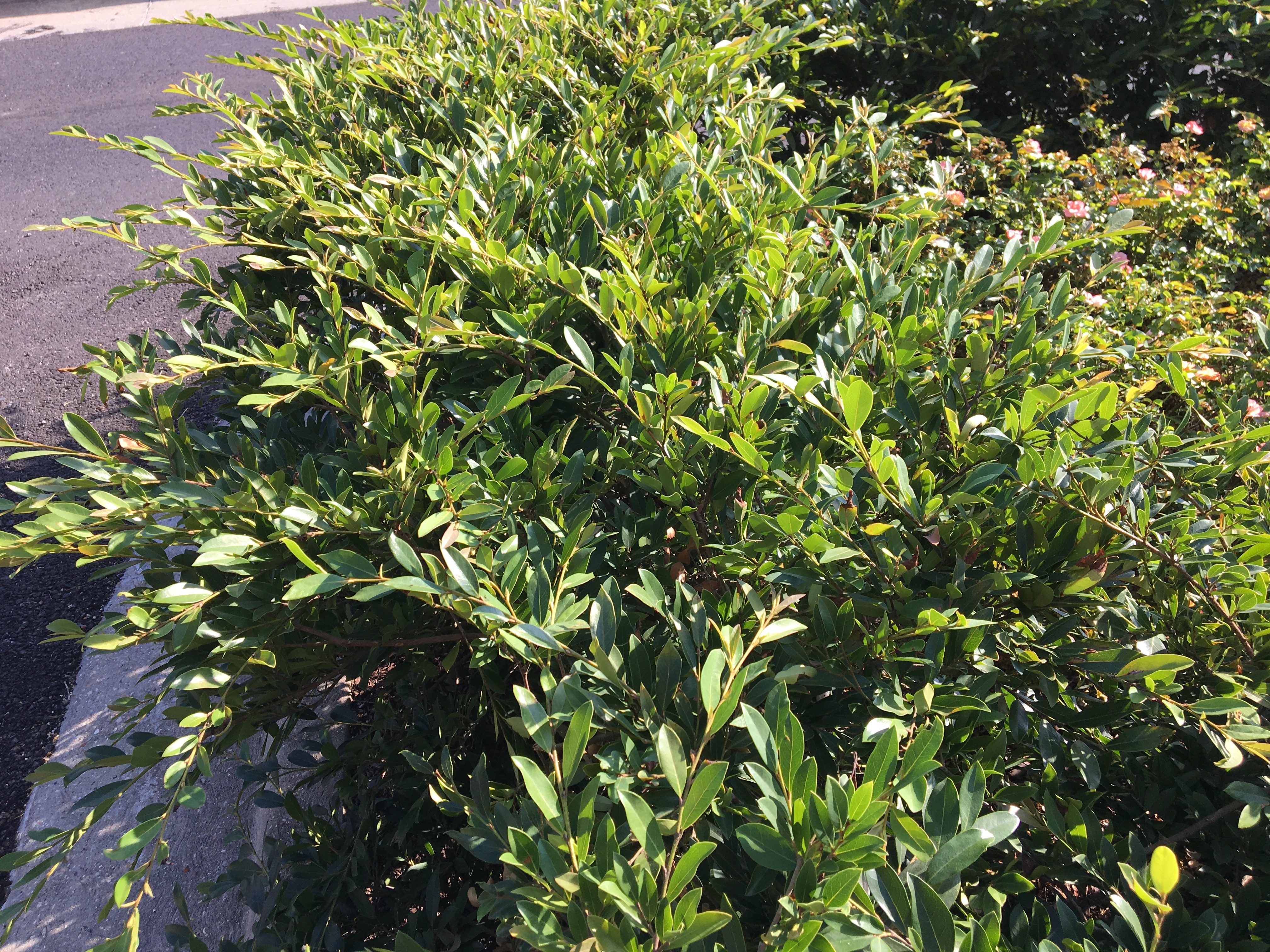 Try distylium for foundation planting 